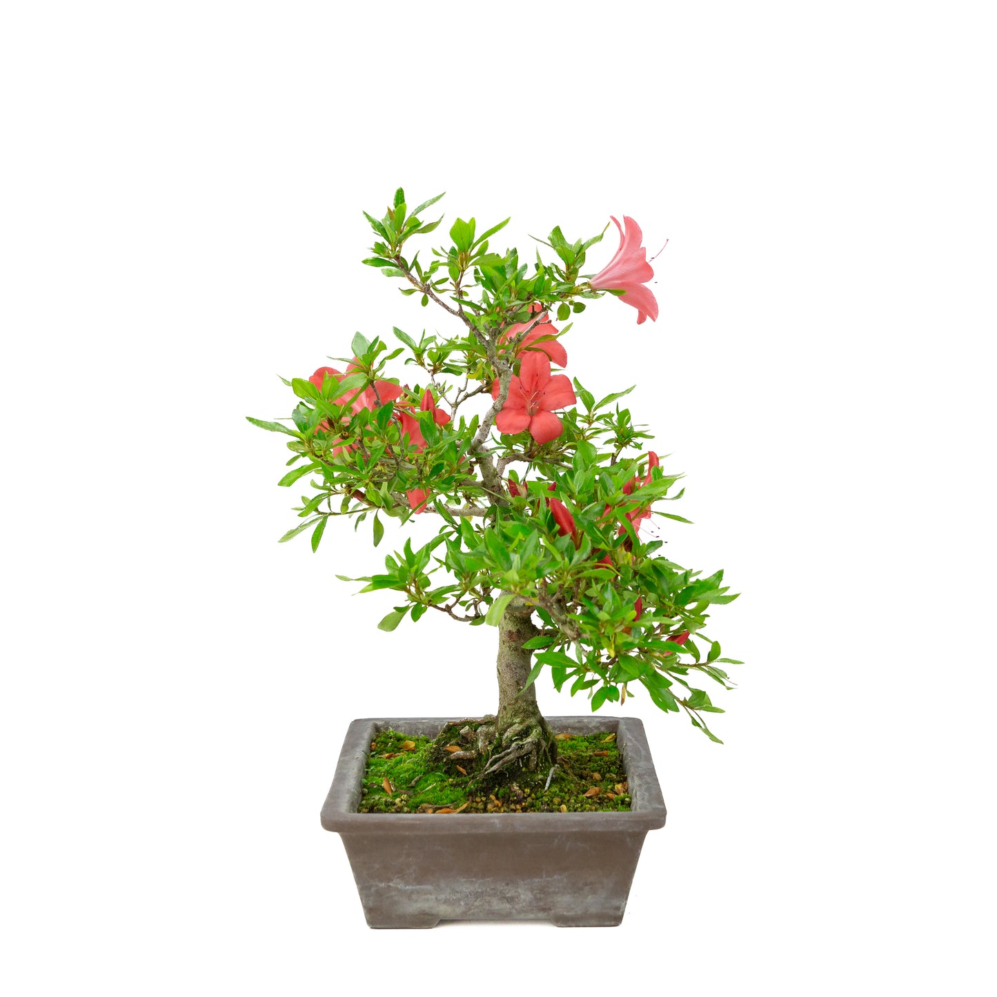 Rhododendron indicum (azalée satsuki), hauteur ~40cm