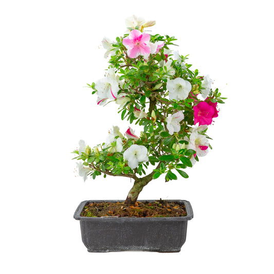Rhododendron indicum 'Shusui' (azalée satsuki), hauteur ~48cm