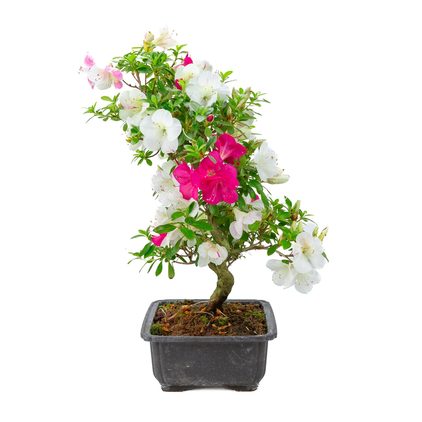 Rhododendron indicum 'Shusui' (azalée satsuki), hauteur ~48cm