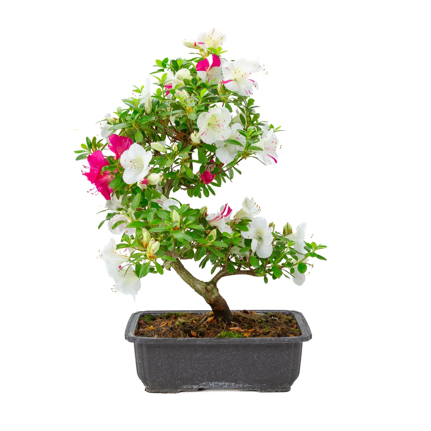 Rhododendron indicum 'Shusui' (azalée satsuki), hauteur ~48cm