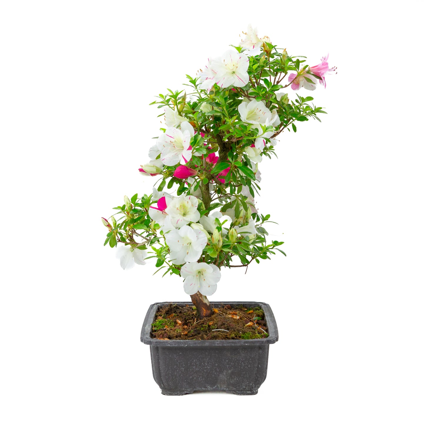 Rhododendron indicum 'Shusui' (azalée satsuki), hauteur ~48cm
