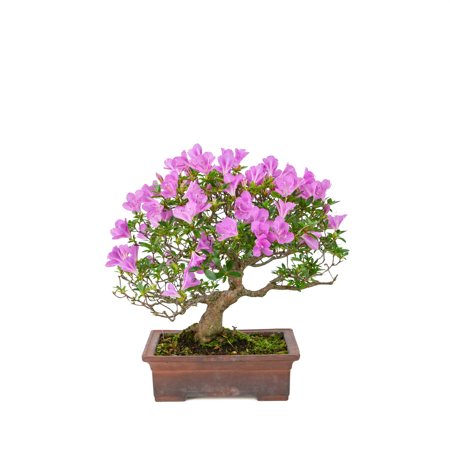 Rhododendron indicum 'Jyurokuya' (azalée satsuki), hauteur ~32cm