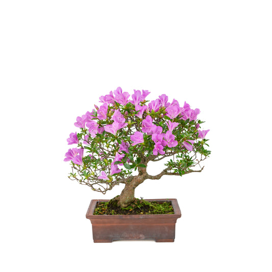 Rhododendron indicum 'Jyurokuya' (azalée satsuki), hauteur ~32cm