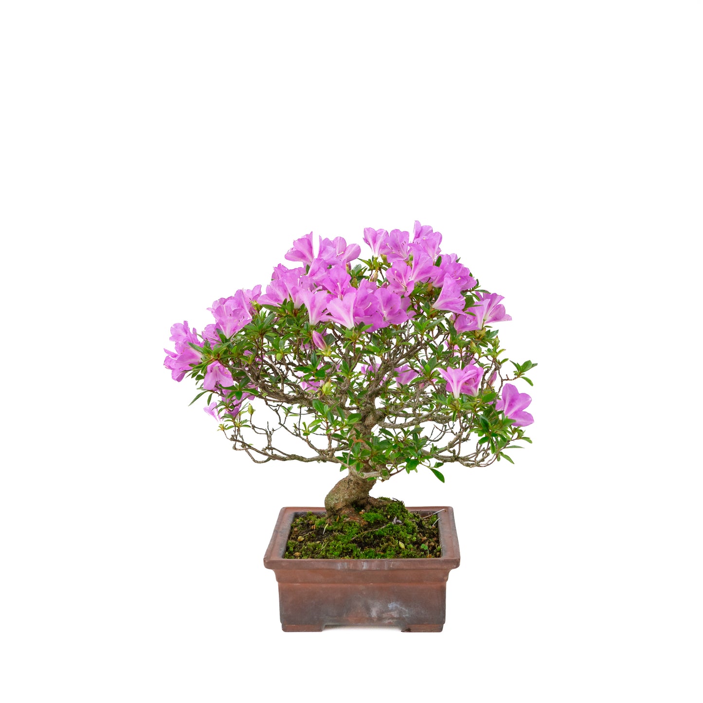 Rhododendron indicum 'Jyurokuya' (azalée satsuki), hauteur ~32cm