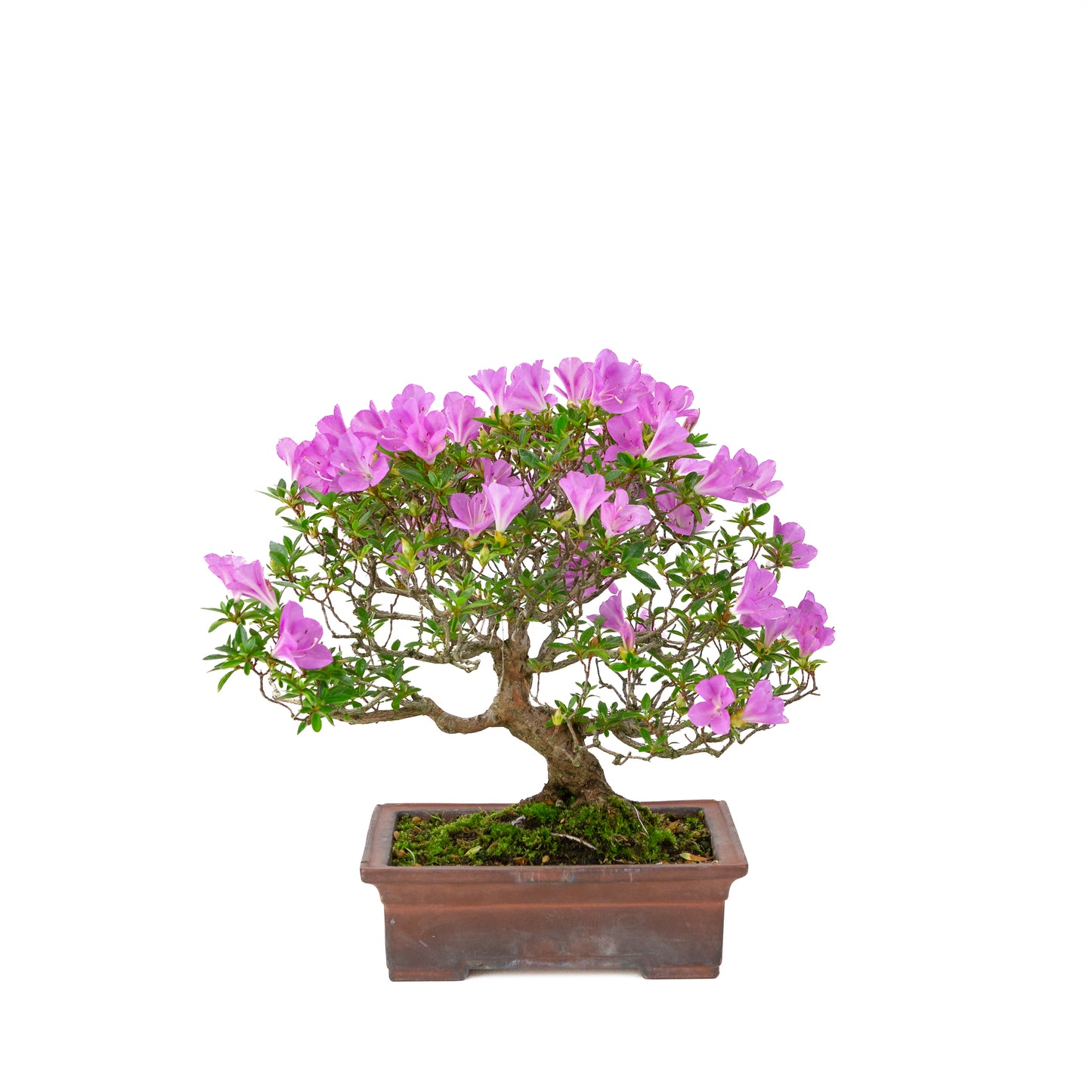 Rhododendron indicum 'Jyurokuya' (azalée satsuki), hauteur ~32cm