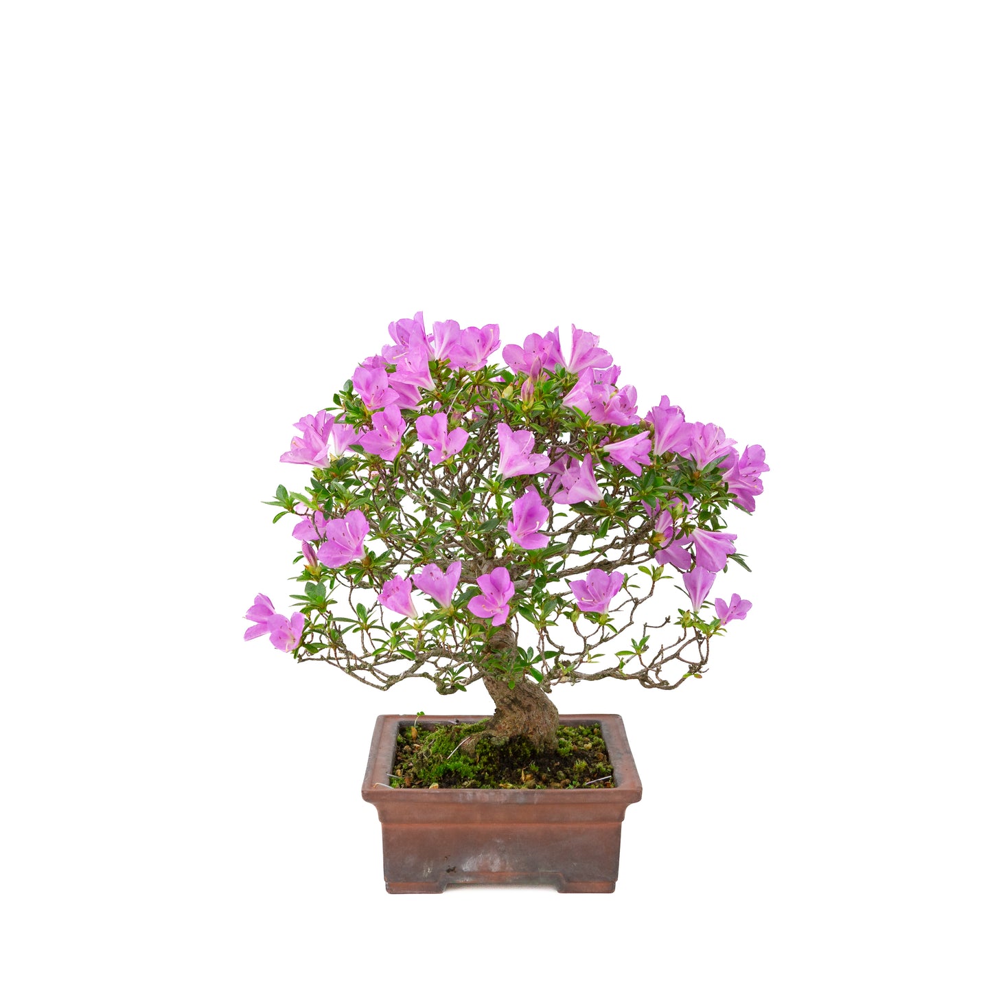 Rhododendron indicum 'Jyurokuya' (azalée satsuki), hauteur ~32cm