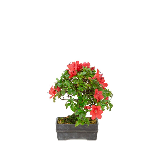 Rhododendron indicum (azalée satsuki), hauteur ~21cm
