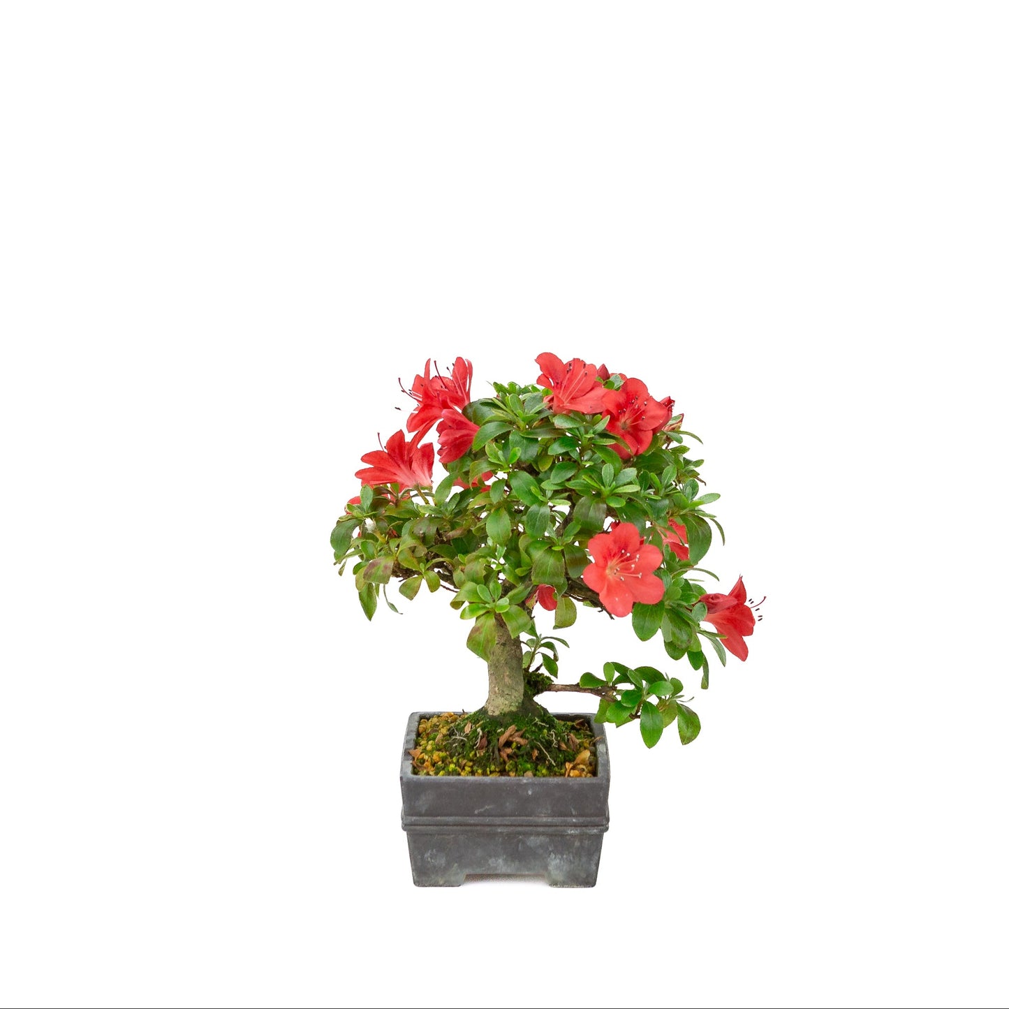Rhododendron indicum (satsuki azalea), hoogte ~21cm