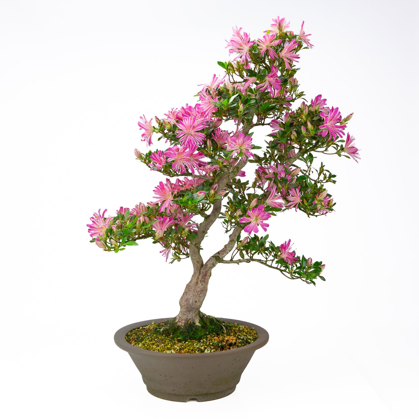 Rhododendron indicum 'Hanabin' (satsuki azalea), hoogte ~60cm