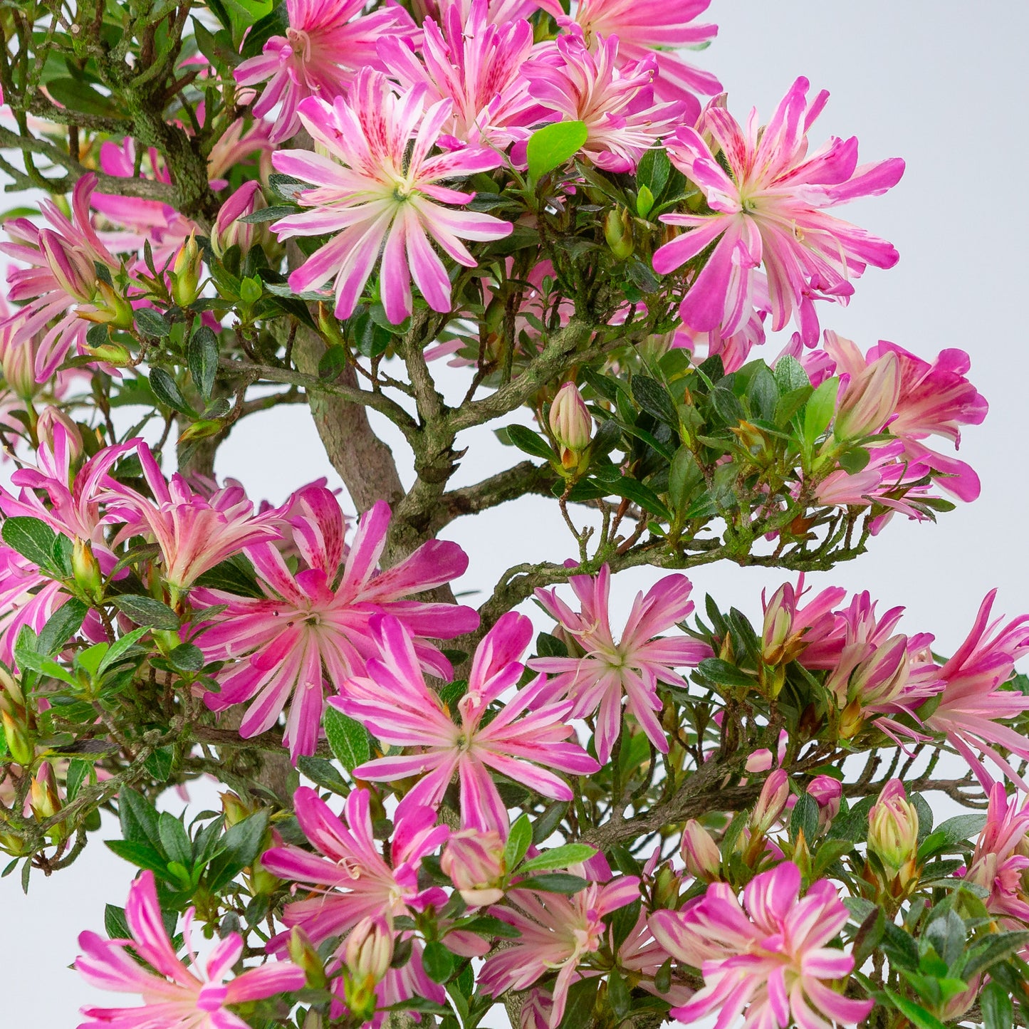 Rhododendron indicum 'Hanabin' (satsuki azalea), hoogte ~60cm