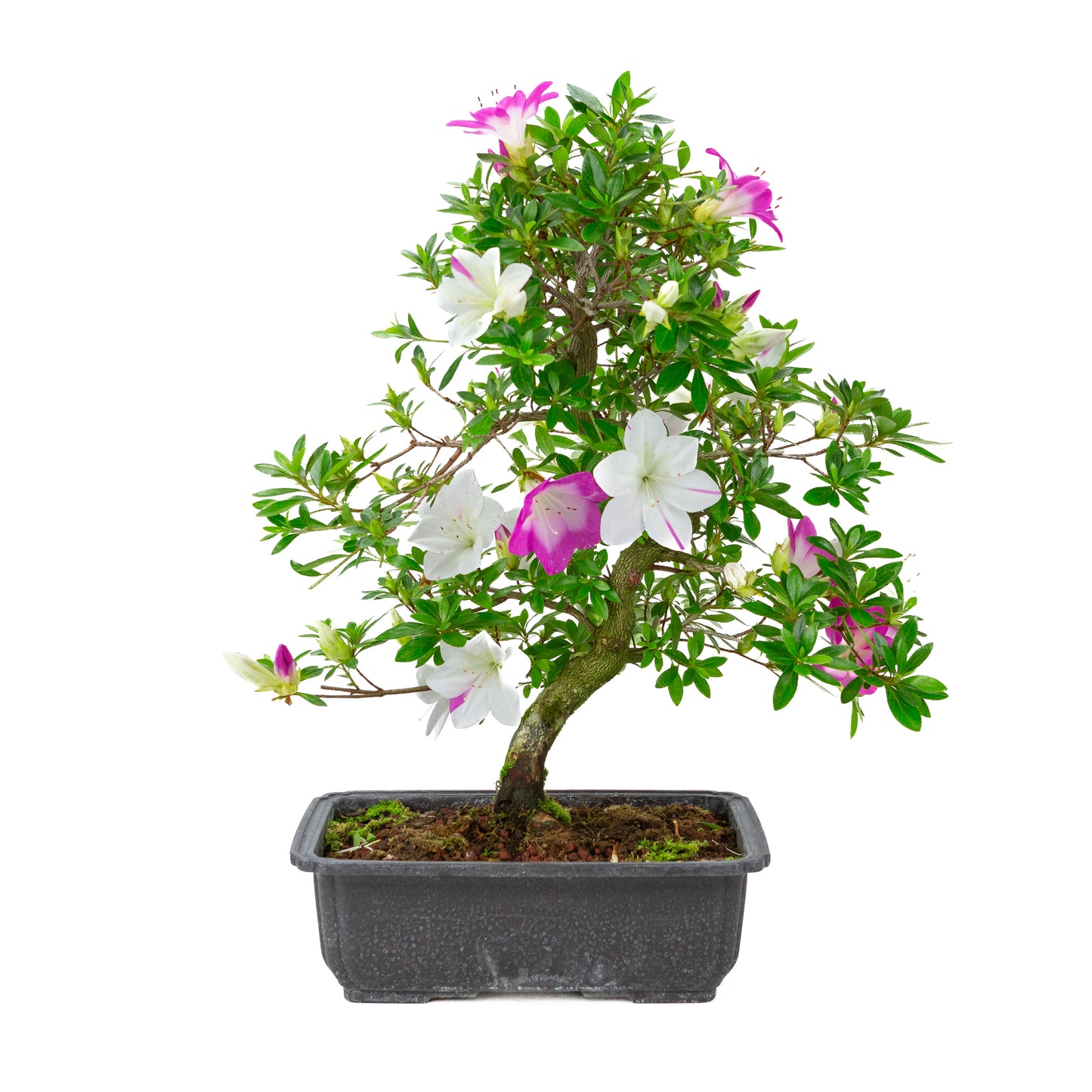 Rhododendron indicum 'Ruka' (azalée satsuki), hauteur ~47cm