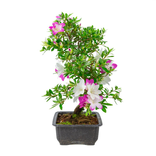 Rhododendron indicum 'Ruka' (azalée satsuki), hauteur ~47cm