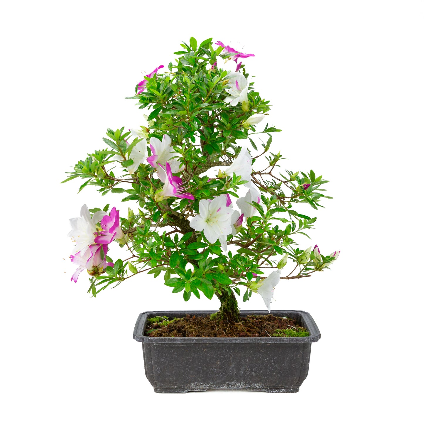 Rhododendron indicum 'Ruka' (azalée satsuki), hauteur ~47cm