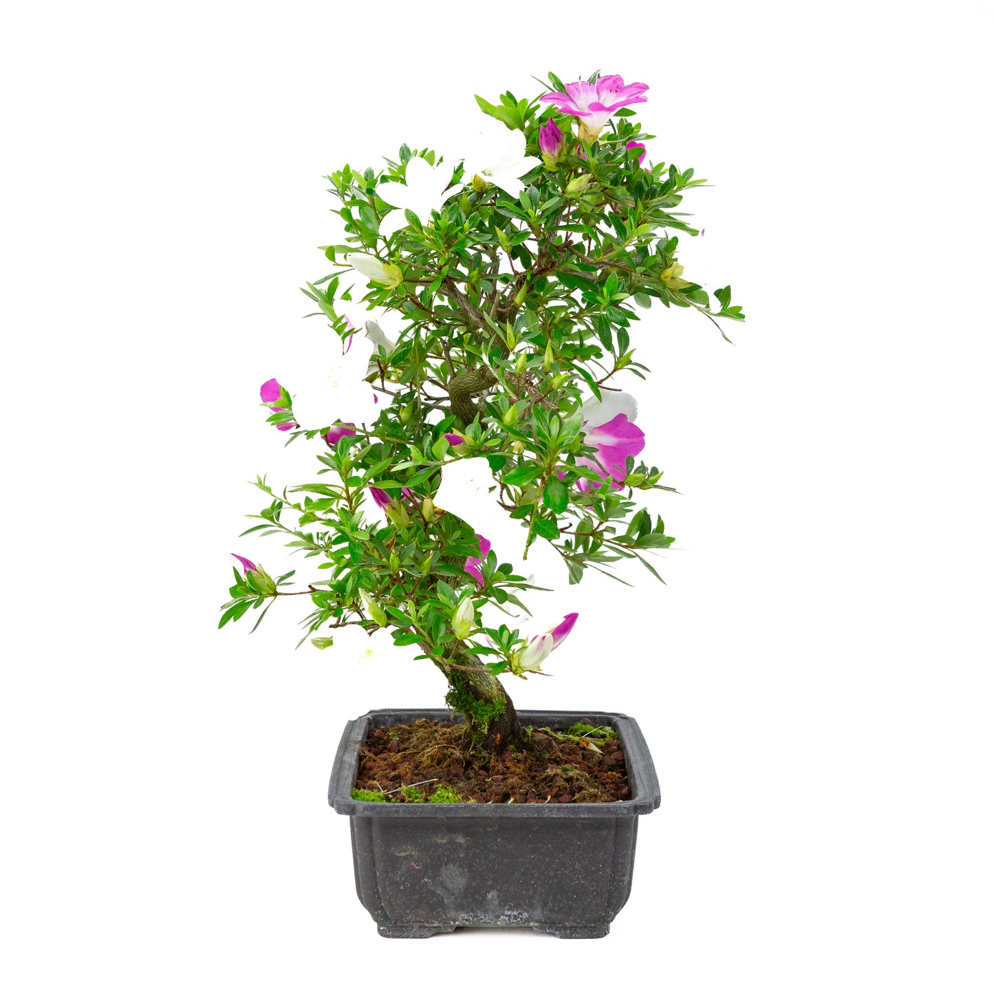 Rhododendron indicum 'Ruka' (azalée satsuki), hauteur ~47cm