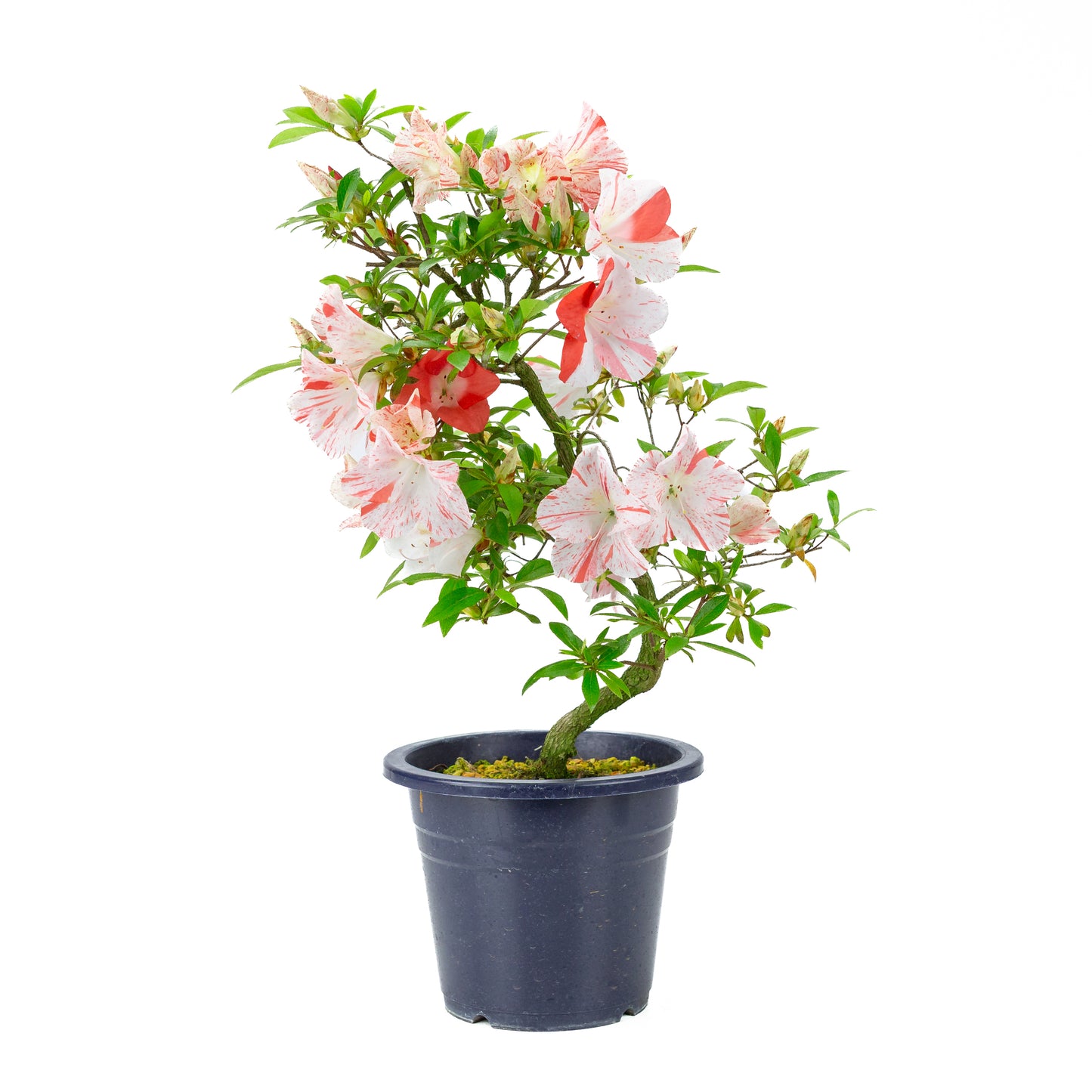 Rhododendron indicum 'Umihotaru' (azalée satsuki), hauteur ~50cm