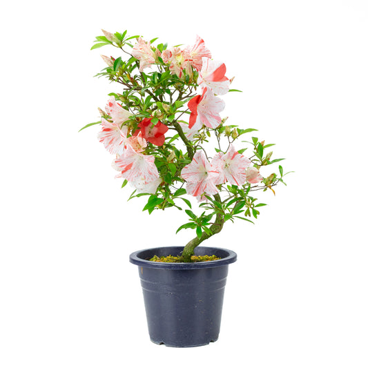 Rhododendron indicum 'Umihotaru' (azalée satsuki), hauteur ~50cm