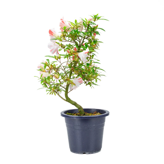 Rhododendron indicum 'Umihotaru' (azalée satsuki), hauteur ~50cm