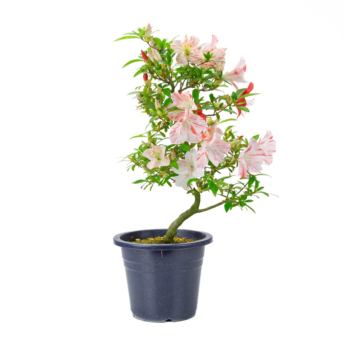 Rhododendron indicum 'Umihotaru' (azalée satsuki), hauteur ~50cm