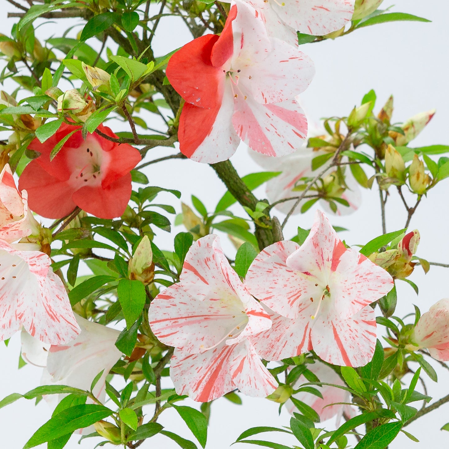Rhododendron indicum 'Umihotaru' (azalée satsuki), hauteur ~50cm