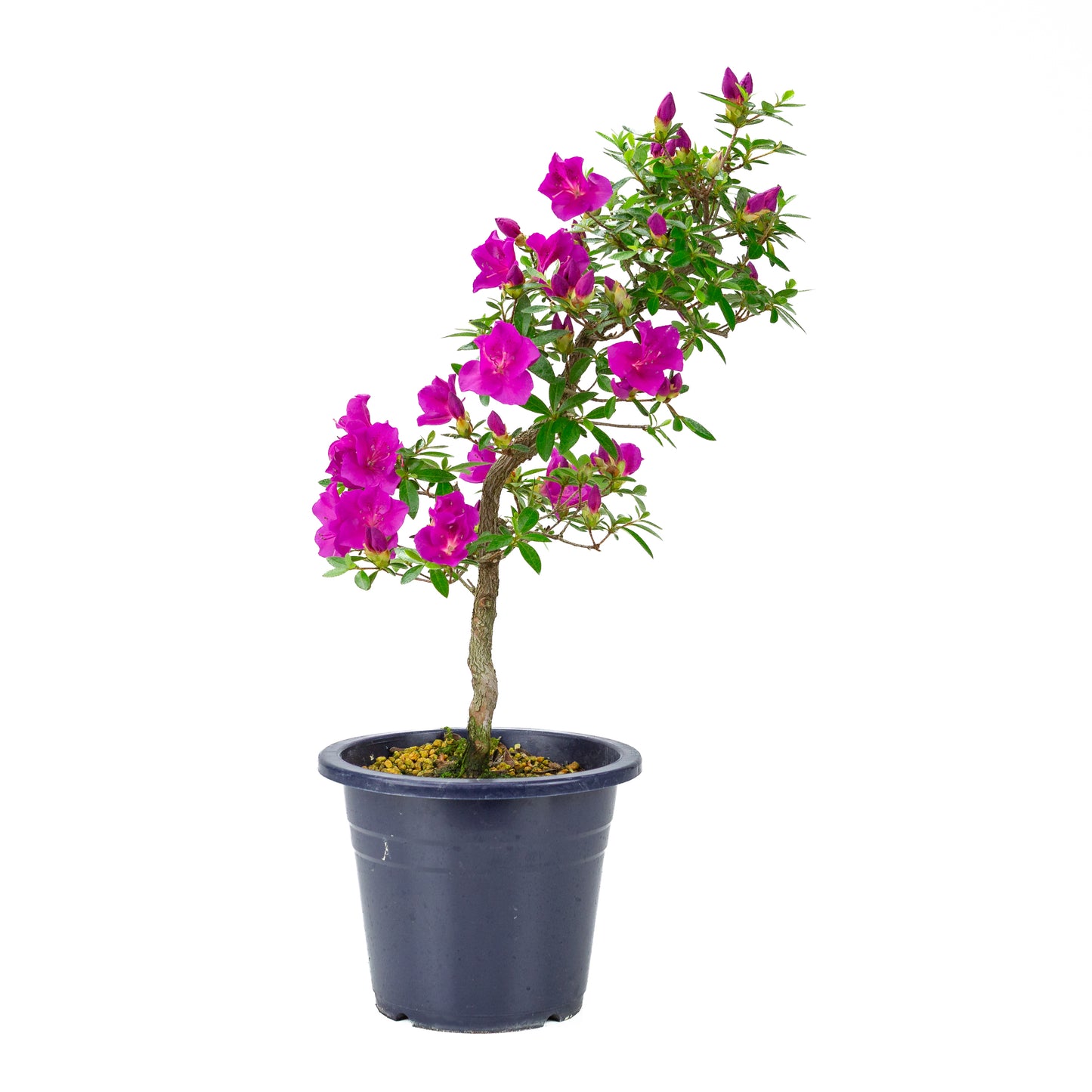 Rhododendron indicum 'Hoshi no Kagayaki' (azalée de Satsuki), hauteur ~50cm
