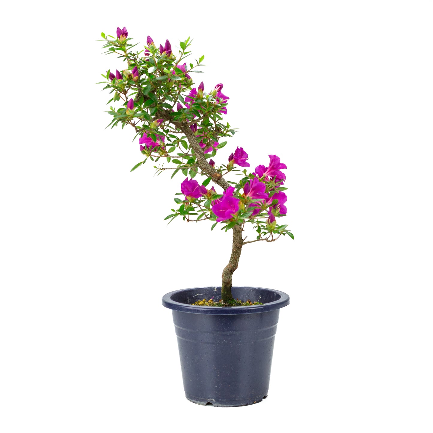 Rhododendron indicum 'Hoshi no Kagayaki' (azalée de Satsuki), hauteur ~50cm