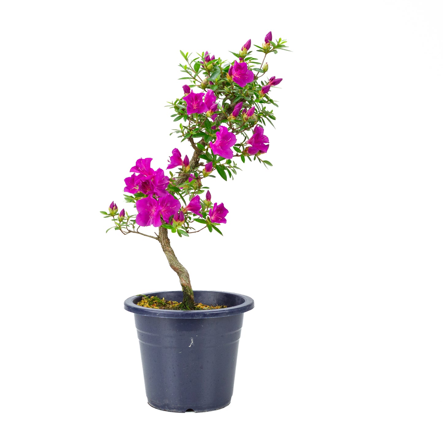 Rhododendron indicum 'Hoshi no Kagayaki' (azalée de Satsuki), hauteur ~50cm
