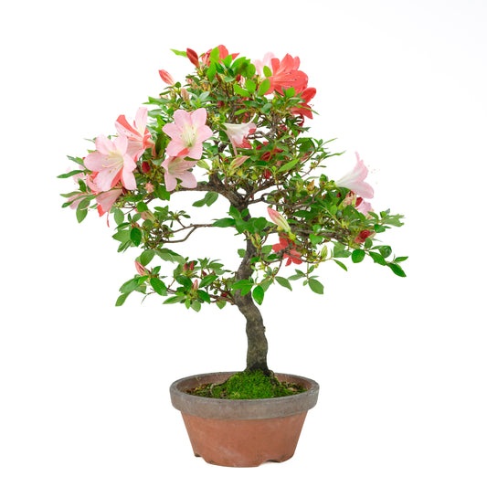 Rhododendron indicum 'Yume Monogatari' (azalée satsuki), hauteur ~60cm