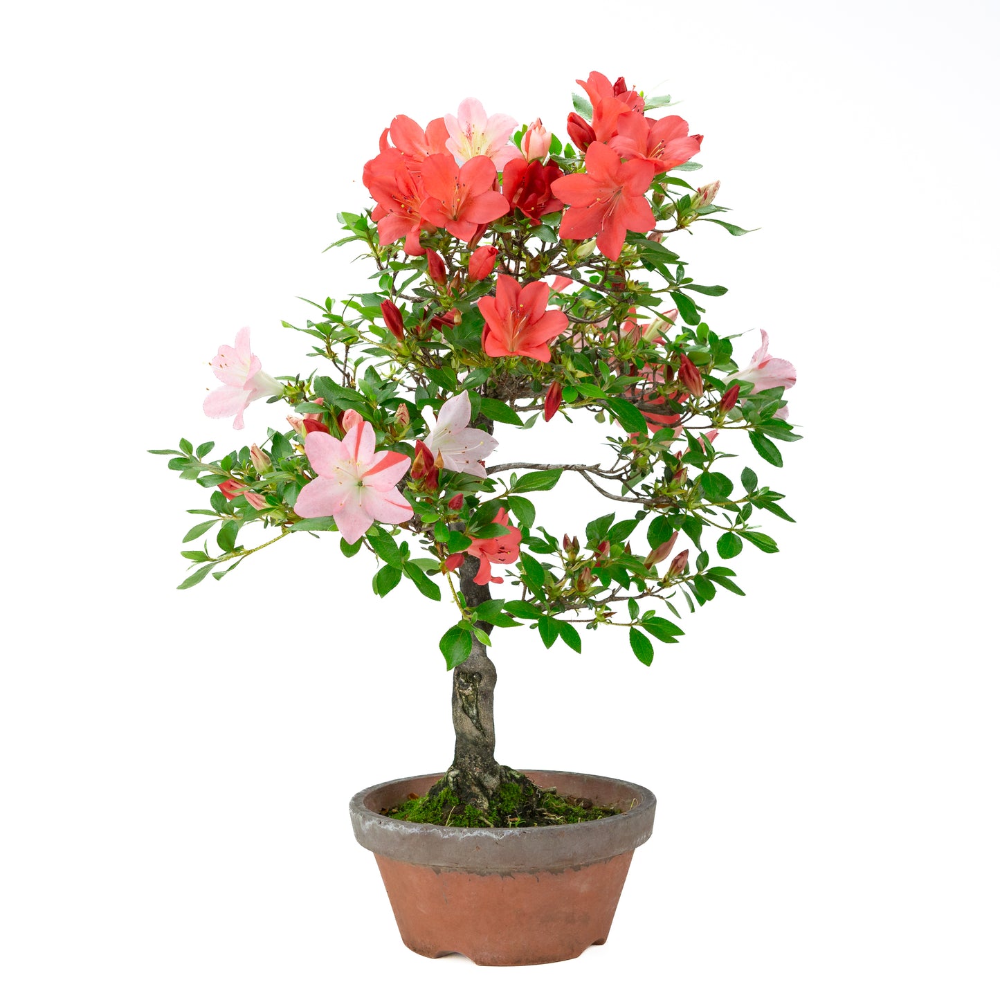 Rhododendron indicum 'Yume Monogatari' (satsuki azalea), hoogte ~60cm
