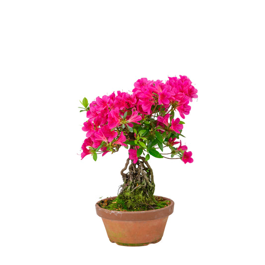 Rhododendron indicum (azalée satsuki), hauteur ~38cm