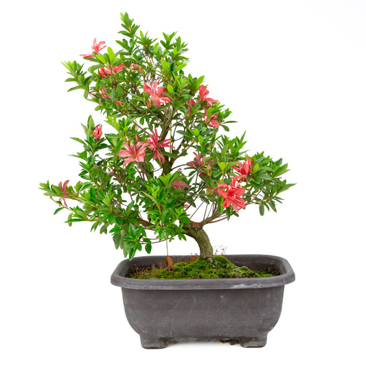 Rhododendron indicum 'Tateyama no Mai' (azalée satsuki), hauteur ~51cm