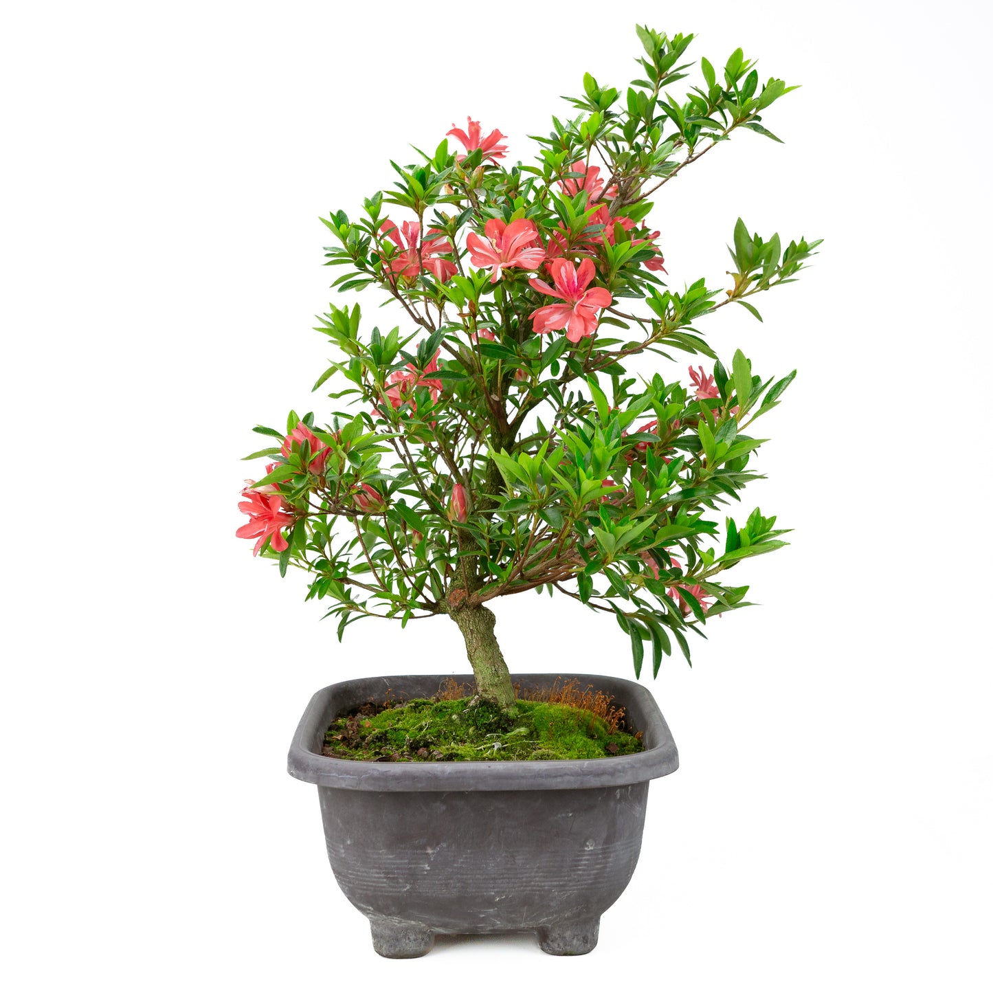 Rhododendron indicum 'Tateyama no Mai' (satsuki azalea), hoogte ~51cm