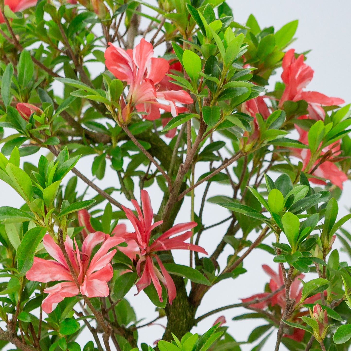 Rhododendron indicum 'Tateyama no Mai' (satsuki azalea), hoogte ~51cm