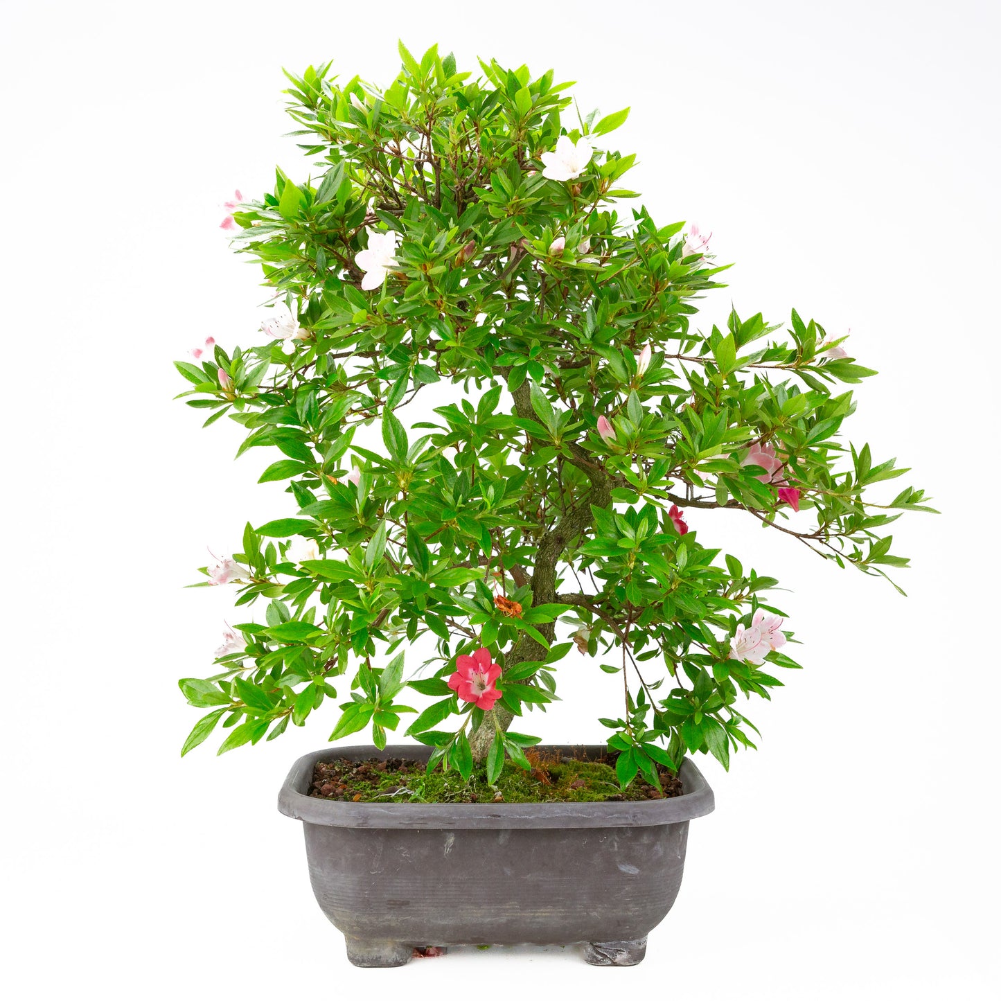 Rhododendron indicum 'Senhime' (satsuki azalea), hoogte ~63cm