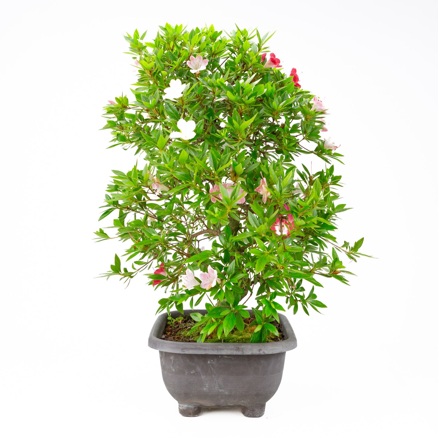Rhododendron indicum 'Senhime' (satsuki azalea), hoogte ~63cm