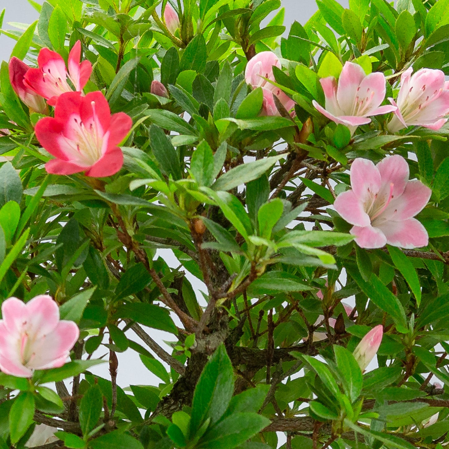 Rhododendron indicum 'Senhime' (satsuki azalea), hoogte ~63cm