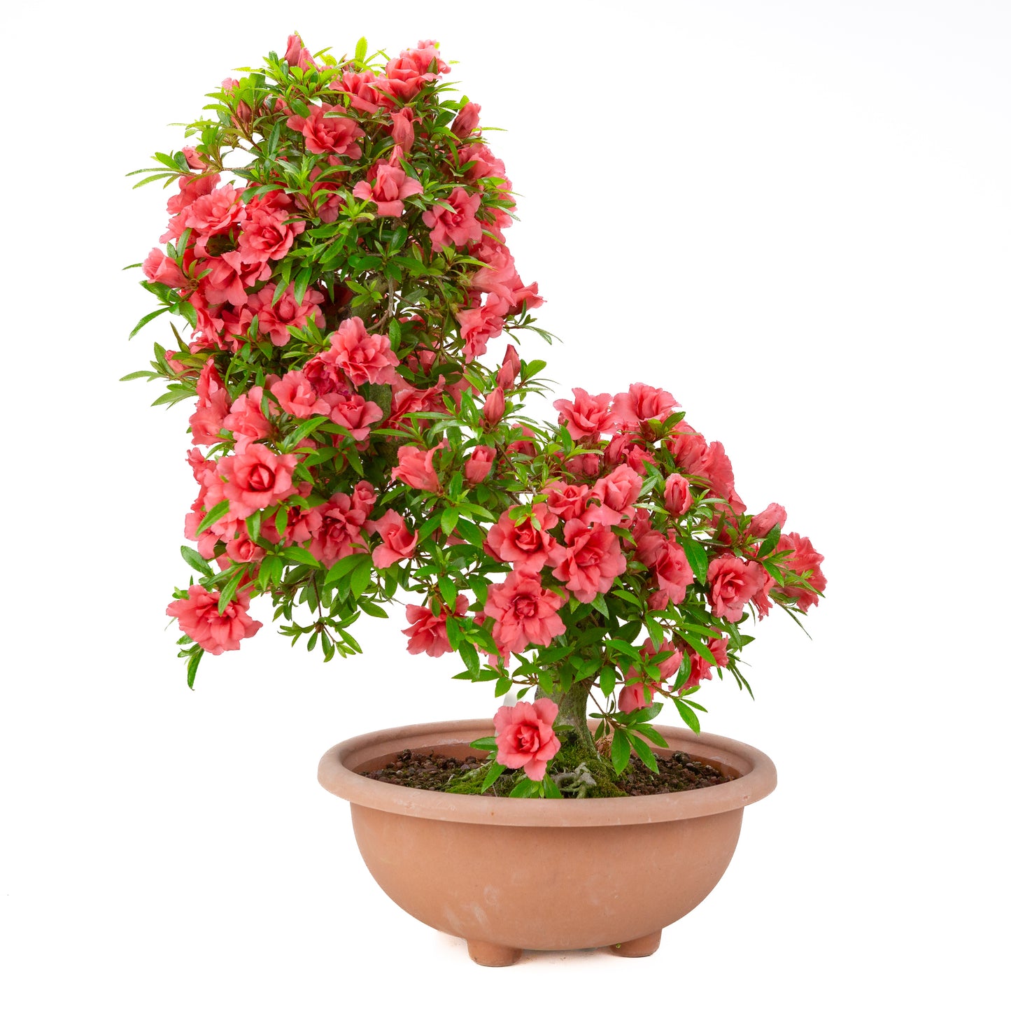 Rhododendron indicum 'Komane' (satsuki azalea), hoogte ~61cm