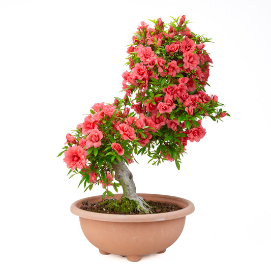 Rhododendron indicum 'Komane' (azalée satsuki), hauteur ~61cm