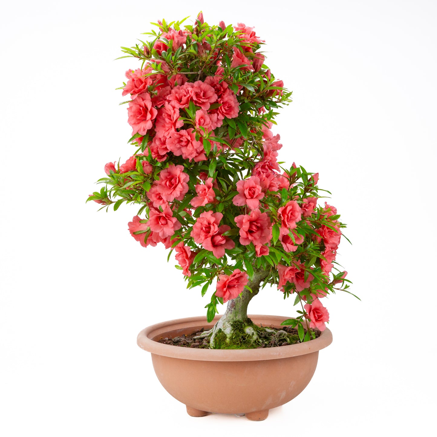 Rhododendron indicum 'Komane' (satsuki azalea), hoogte ~61cm