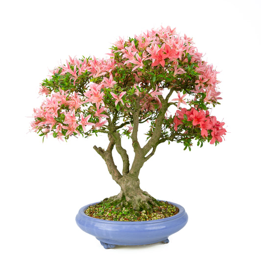 Rhododendron indicum 'Koto no Kagayaki' (azalée satsuki), hauteur ~53cm