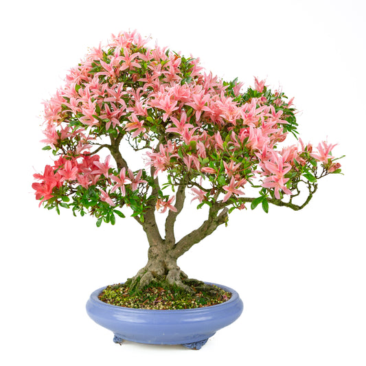 Rhododendron indicum 'Koto no Kagayaki' (azalée satsuki), hauteur ~53cm