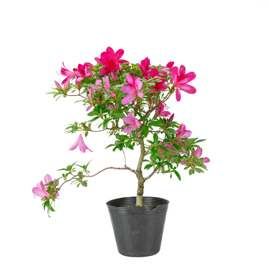 Rhododendron indicum (azalée satsuki), hauteur ~48cm