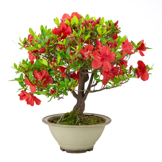 Rhododendron indicum 'Benigasa' (azalée de Satsuki), hauteur ~55cm