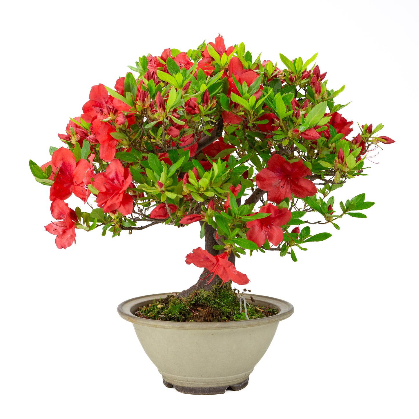 Rhododendron indicum 'Benigasa' (satsuki azalea), hoogte ~55cm
