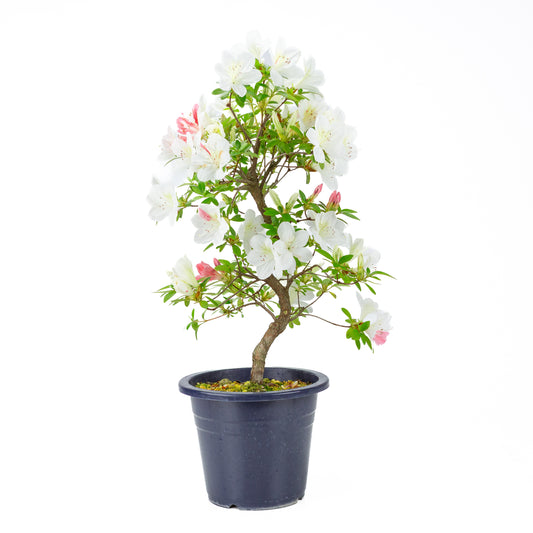 Rhododendron indicum 'Moe' (azalée satsuki), hauteur ~54cm