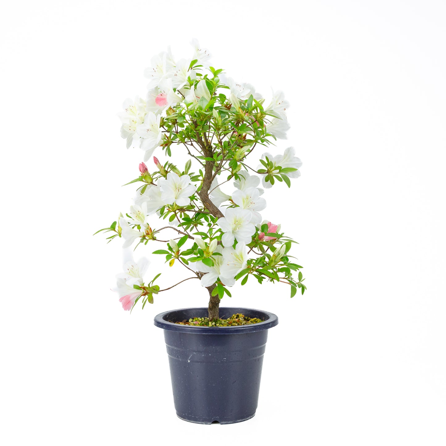 Rhododendron indicum 'Moe' (satsuki azalea), hoogte ~54cm