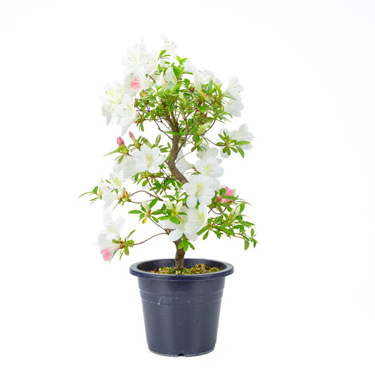 Rhododendron indicum 'Moe' (azalée satsuki), hauteur ~54cm