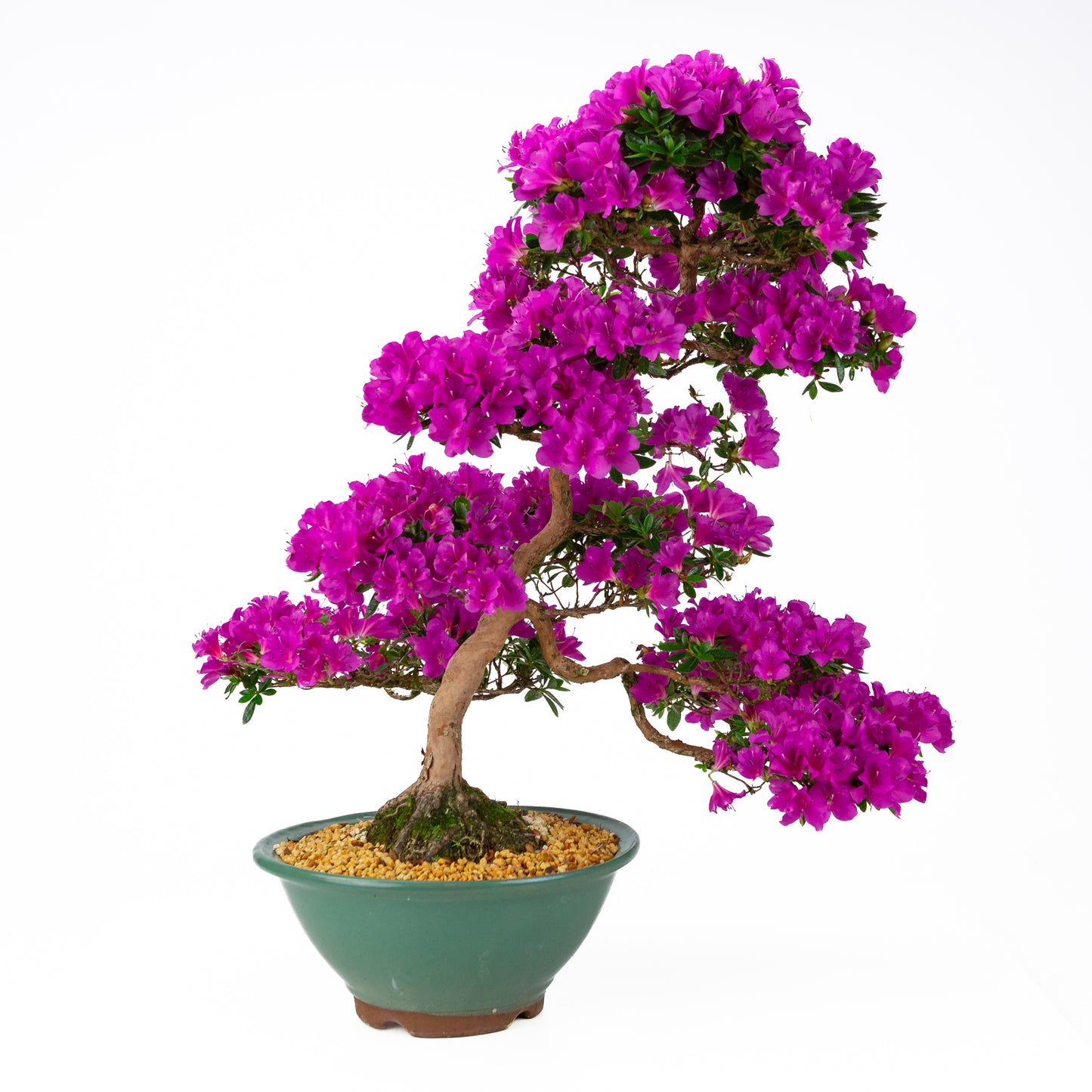 Rhododendron indicum 'Hoshi no Kagayaki' (azalée satsuki), hauteur ~58cm