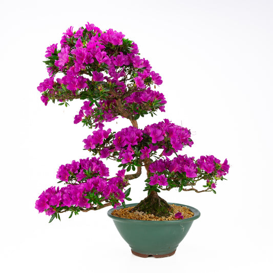 Rhododendron indicum 'Hoshi no Kagayaki' (azalée satsuki), hauteur ~58cm