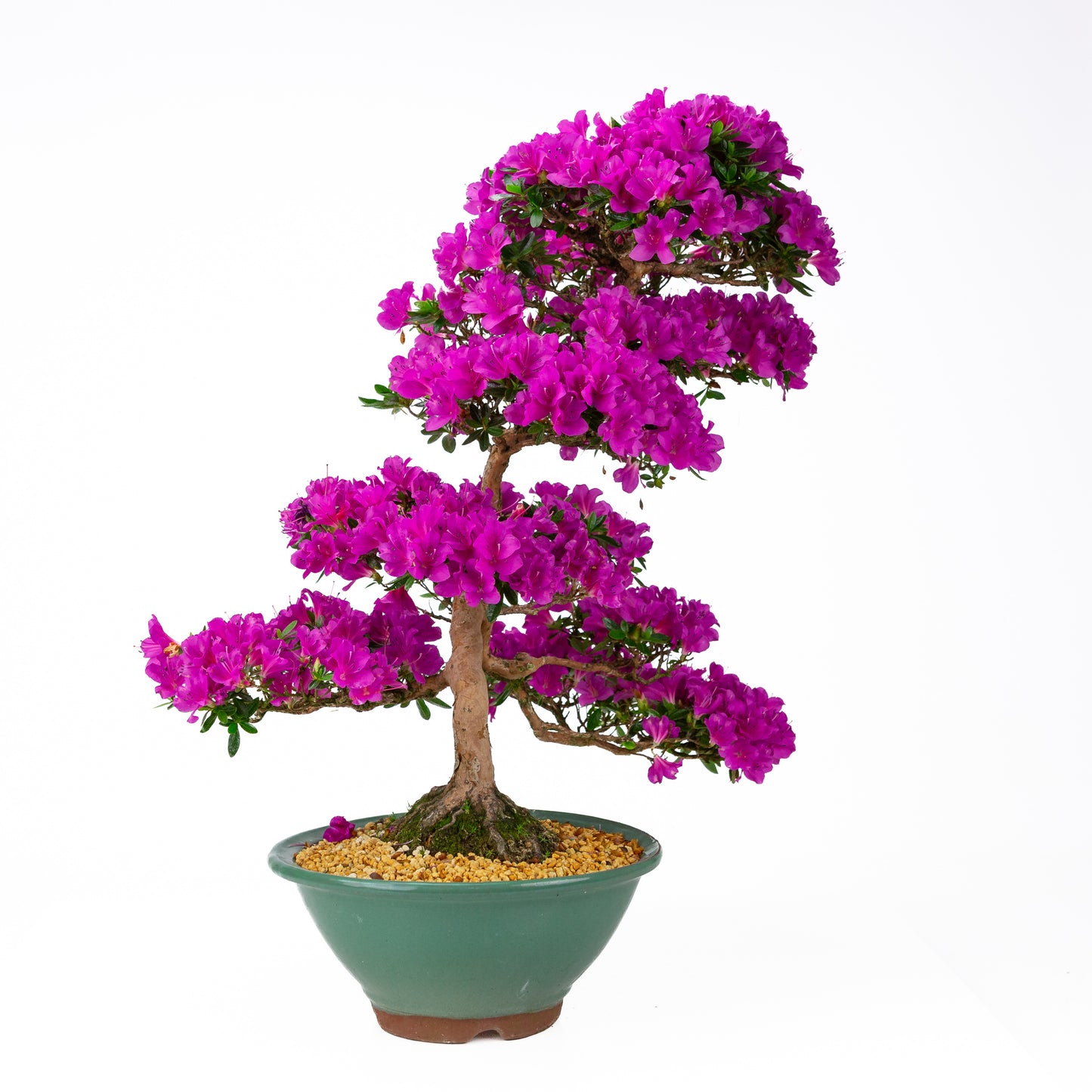 Rhododendron indicum 'Hoshi no Kagayaki' (azalée satsuki), hauteur ~58cm