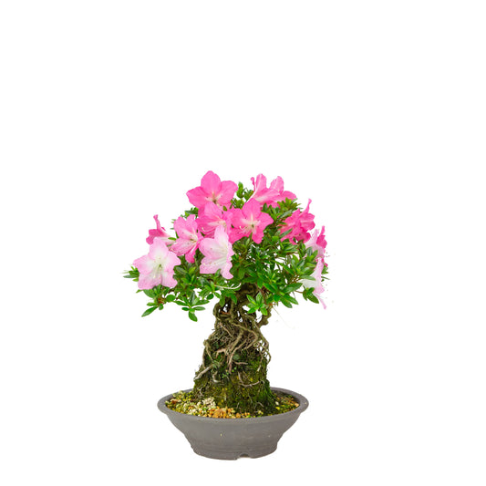 Rhododendron indicum 'Yuko' (azalée satsuki), hauteur ~33cm